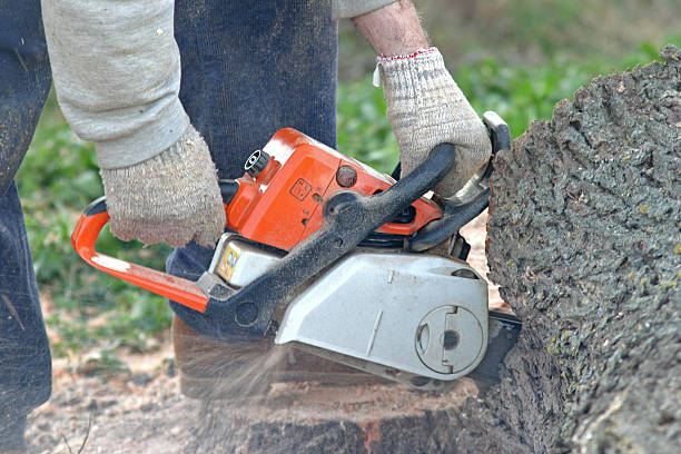 Carbondale, PA Tree Care Company
