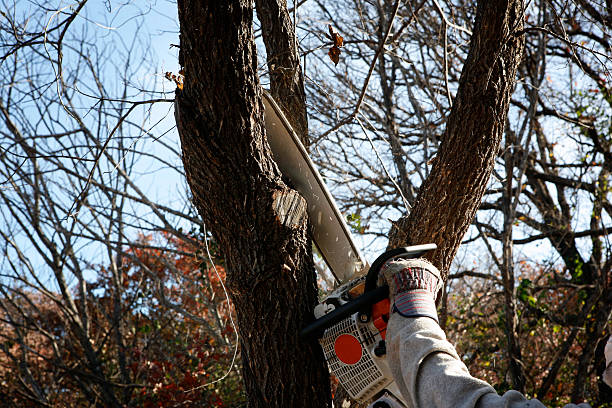 How Our Tree Care Process Works  in  Carbondale, PA